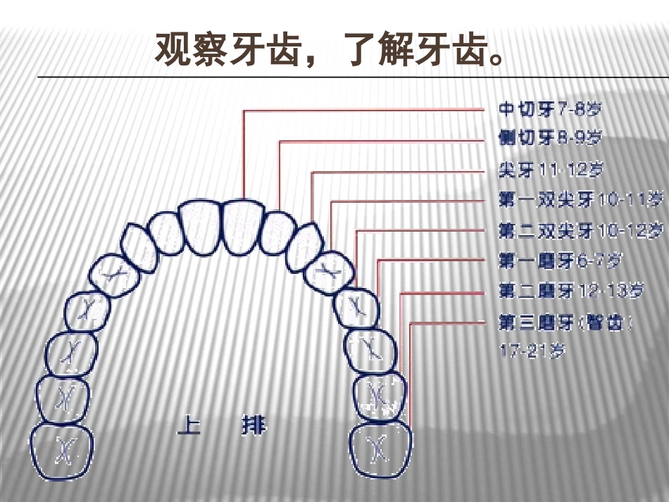 爱护牙齿 (3)_第2页