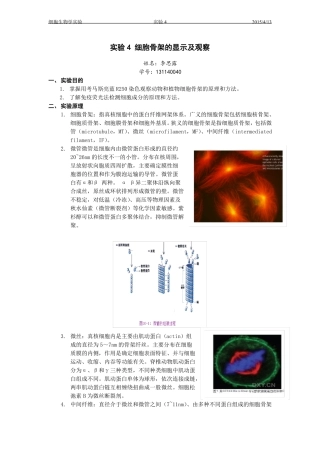 试验4细胞骨架的显示及观察