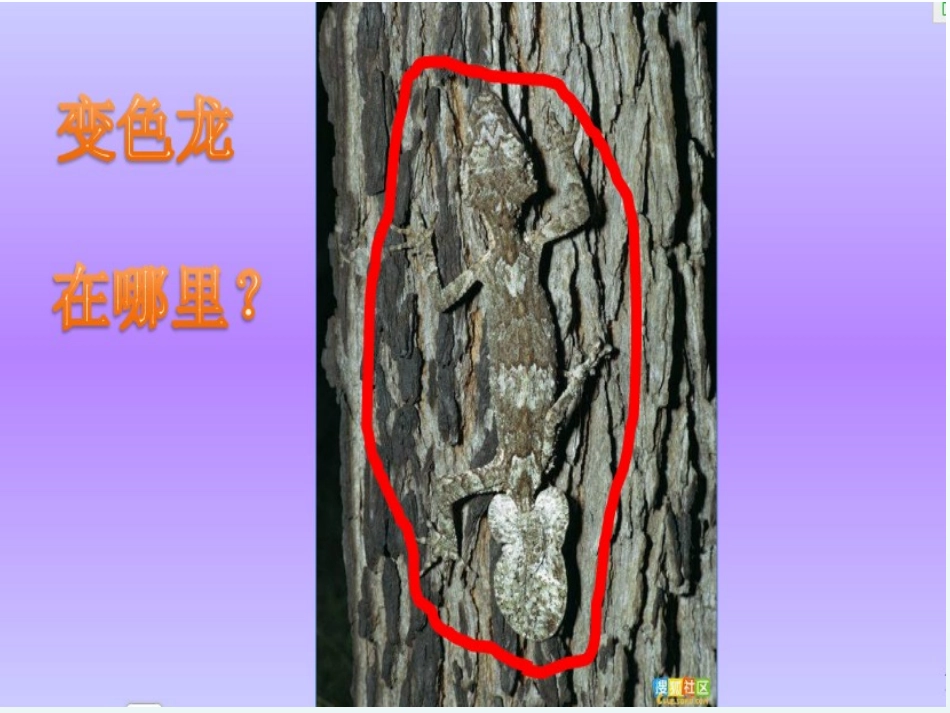 动物保护色课件_第3页