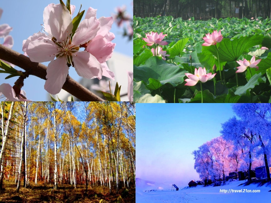 苏教版四年级下册语文《宋庆龄故居的樟树》_第3页