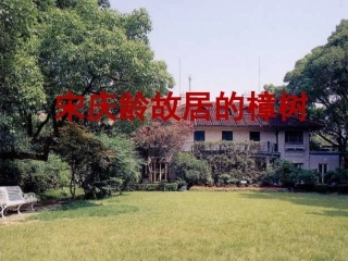 苏教版四年级下册语文《宋庆龄故居的樟树》