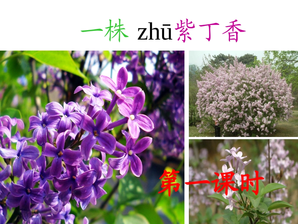 肉孜完古丽2、一株紫丁香PPT课件_第1页