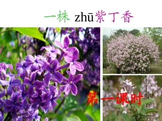 肉孜完古丽2、一株紫丁香PPT课件