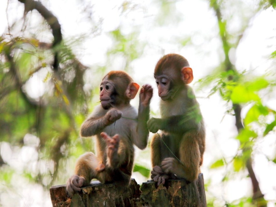 动物运动会课件_第2页