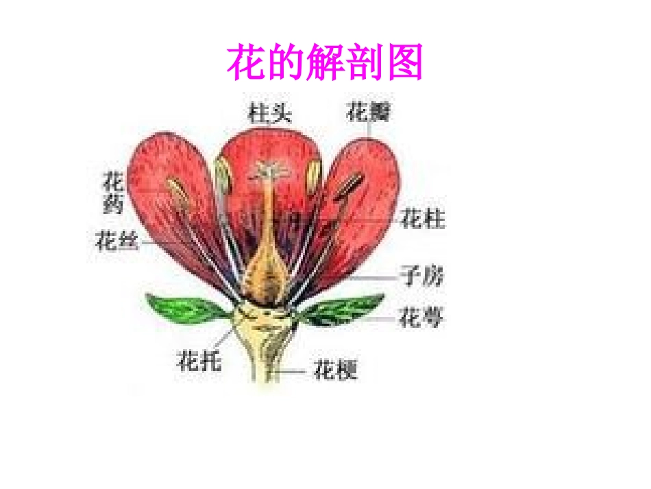 花果实和种子_第1页