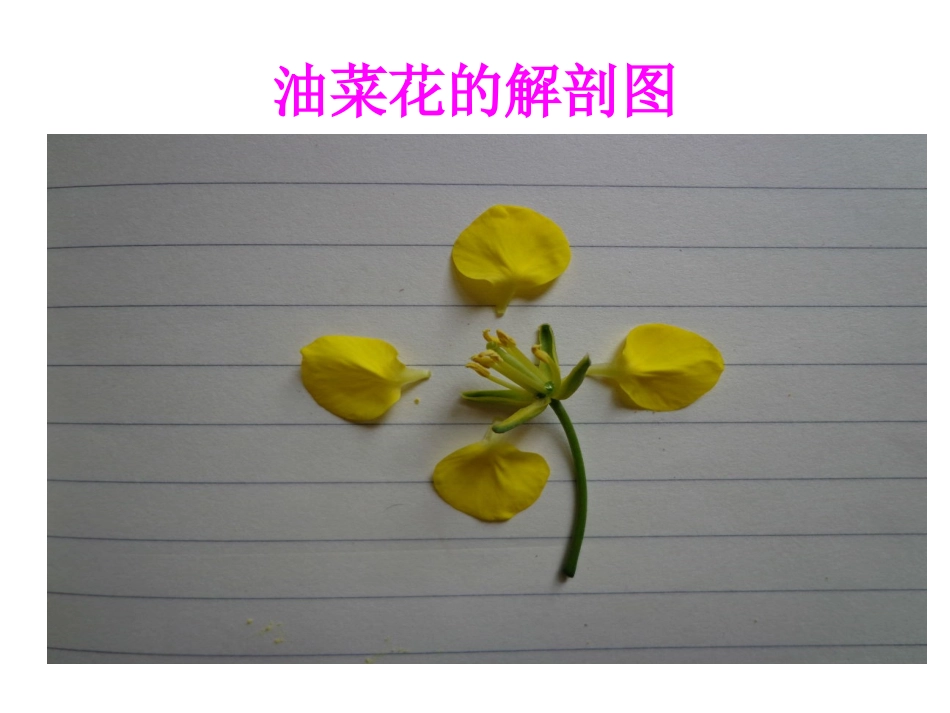 花果实和种子_第2页