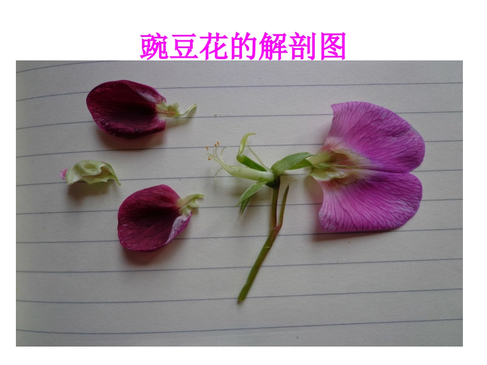 花果实和种子_第3页