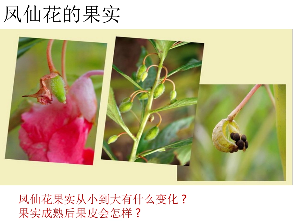 把种子散播到远处_第2页