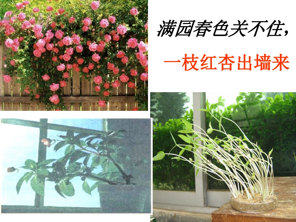 植物生长素的发现_第2页