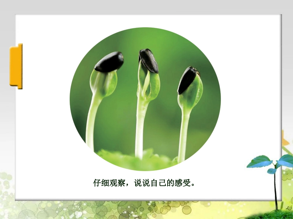 第7课生长的植物_第2页