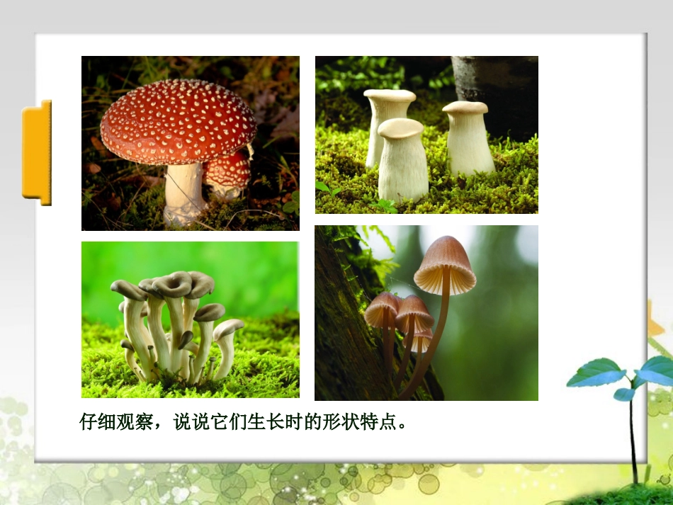 第7课生长的植物_第3页