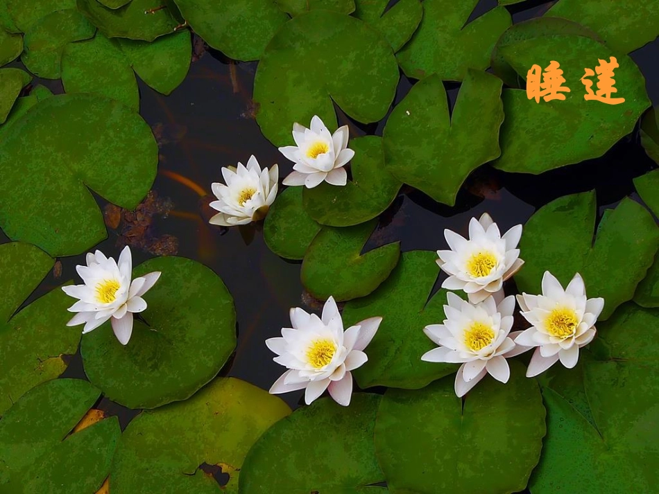 三年级上13花钟_第2页