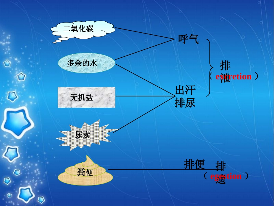 尿的形成和排出_第1页