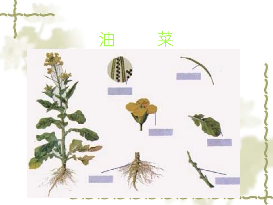 人教版小学科学《油菜花开了》课件_第3页