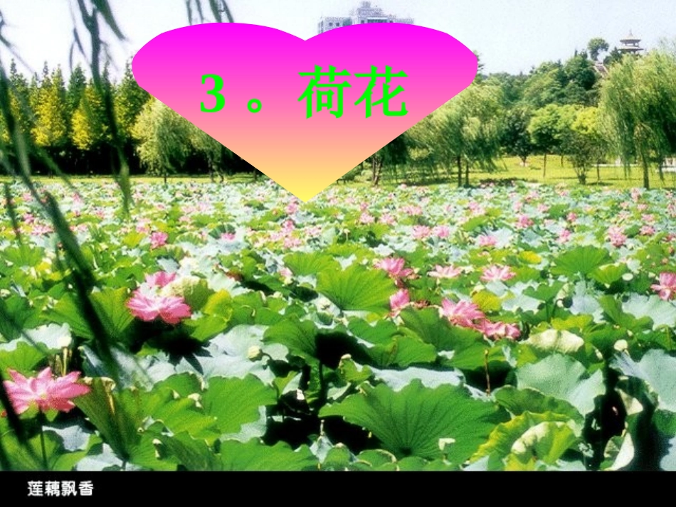 《荷花》课件【31页】_第1页