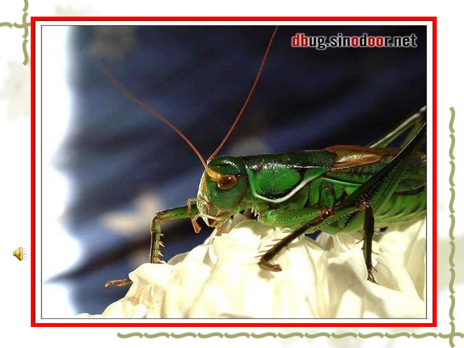 《绿色蝈蝈》课件_第2页