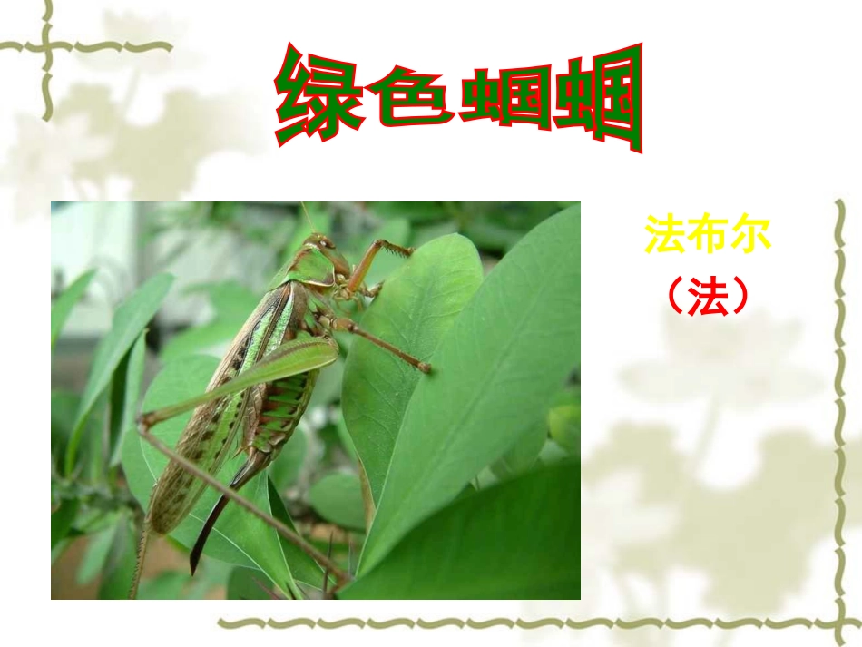 《绿色蝈蝈》课件_第3页