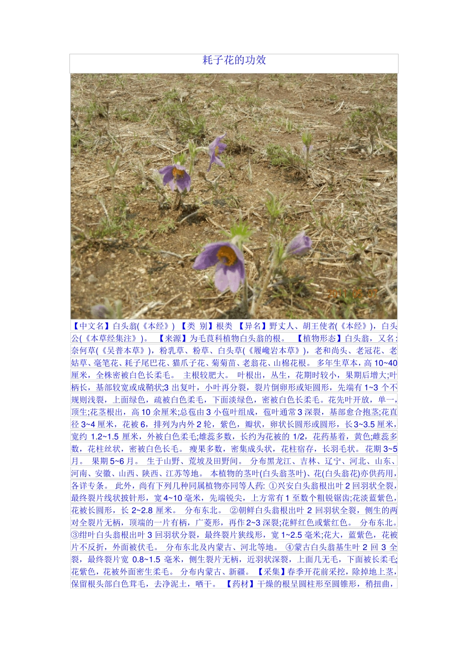 耗子花的功效_第1页