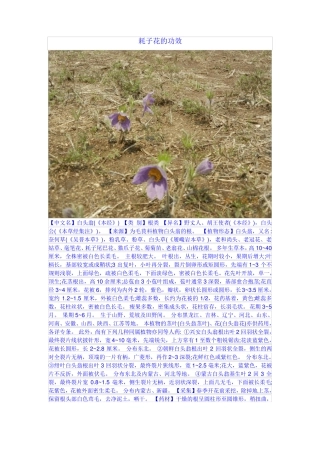 耗子花的功效