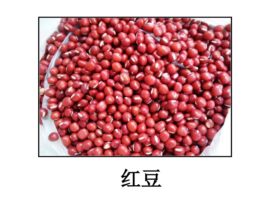 认识种子课件_第2页