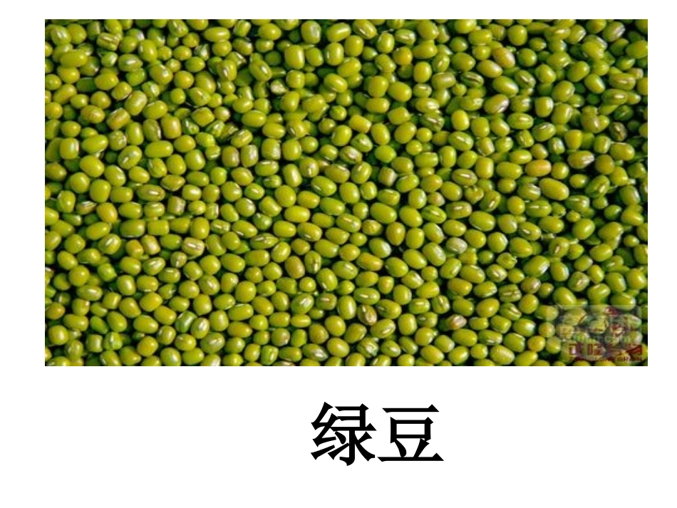 认识种子课件_第3页