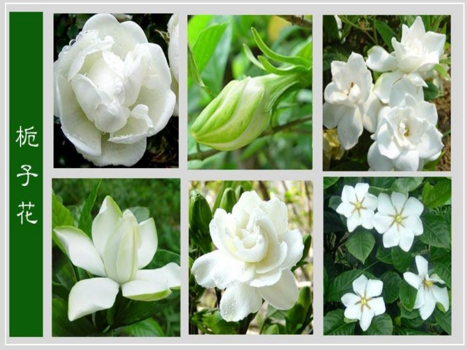 常见花卉的栽培技术_第3页