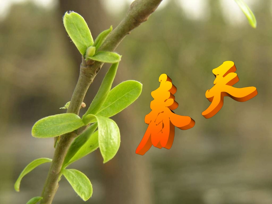 触摸春天_PPT课件_第2页