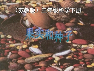 苏教版小学科学三年级下册《果实和种子》