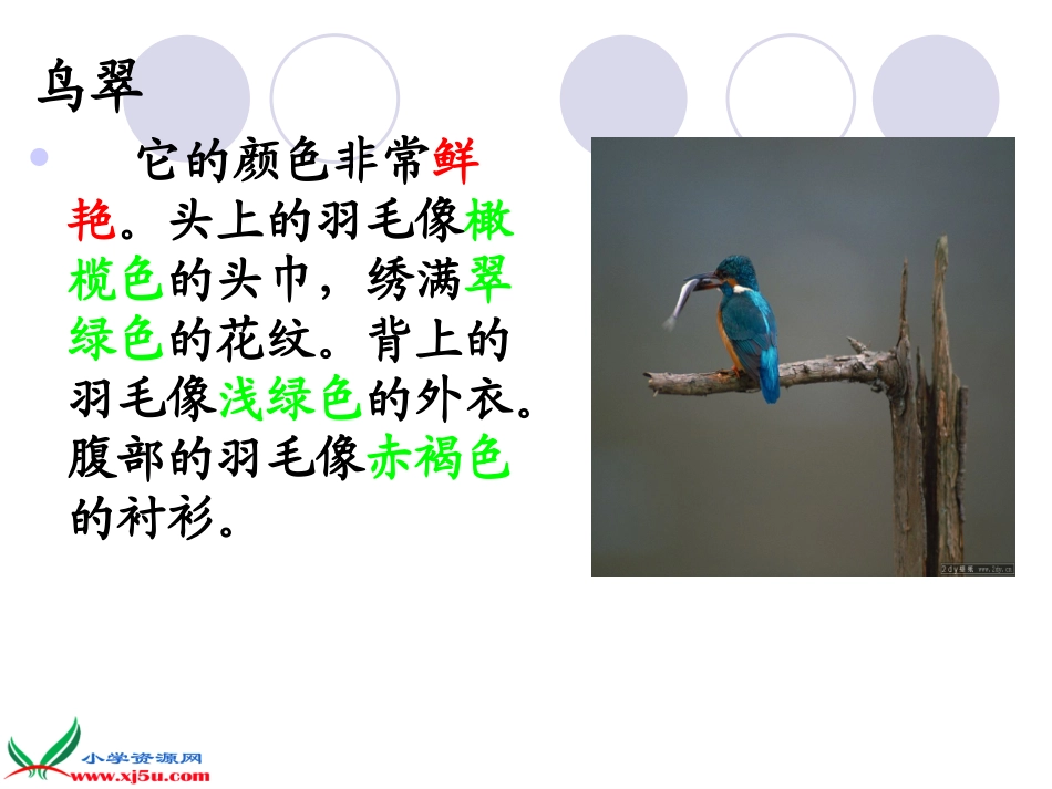 翠鸟课件 (3)_第3页