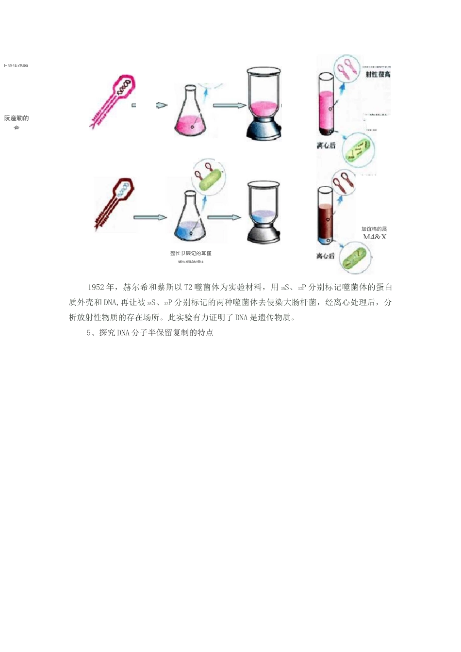 高中生物中的同位素标记与荧光标记技术_第3页