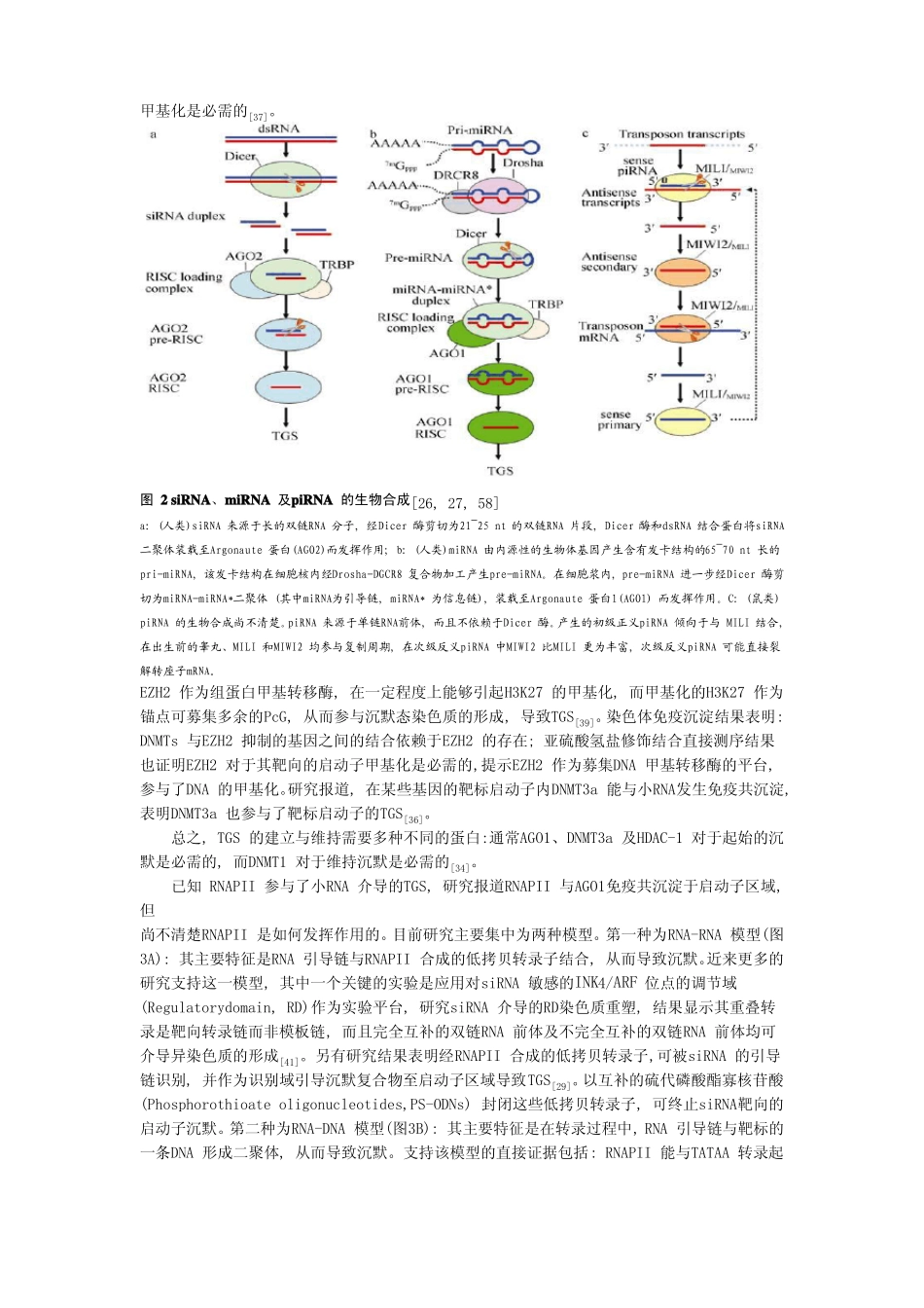 生物细胞非编码RNA的调控_第3页