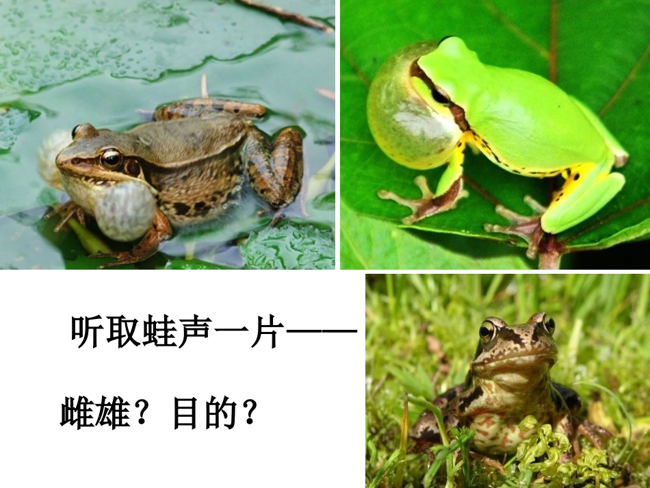 《动物的繁殖活动》课件_第3页