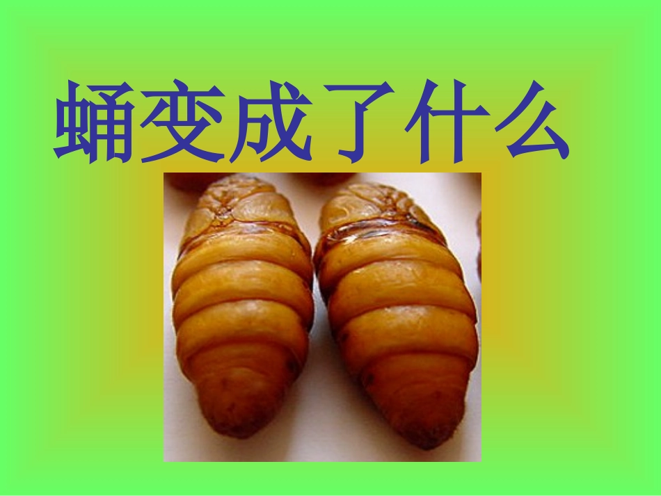 -蚕蛹变成了什么_第1页
