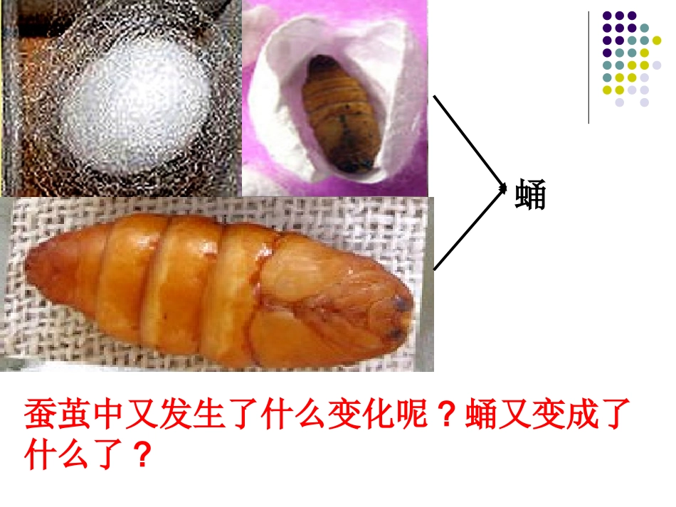 -蚕蛹变成了什么_第2页