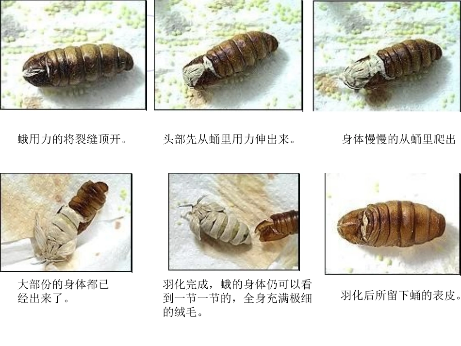 -蚕蛹变成了什么_第3页