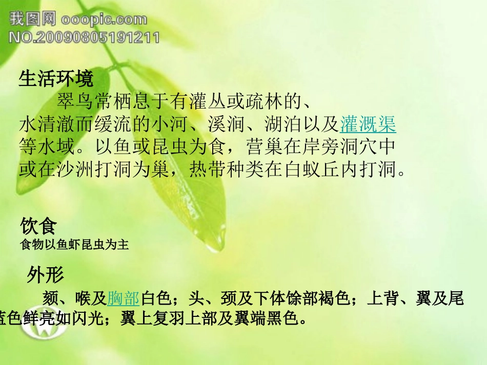 制作动植物明星片_第3页