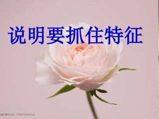 说明要抓住特征