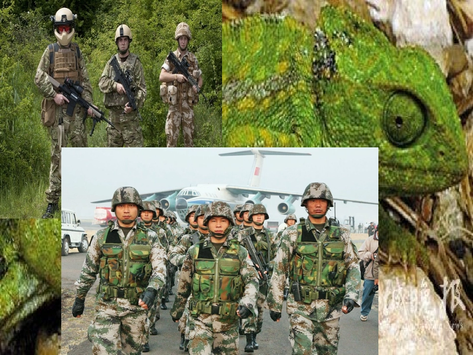 综合实践课：认识小动物PPT_第2页