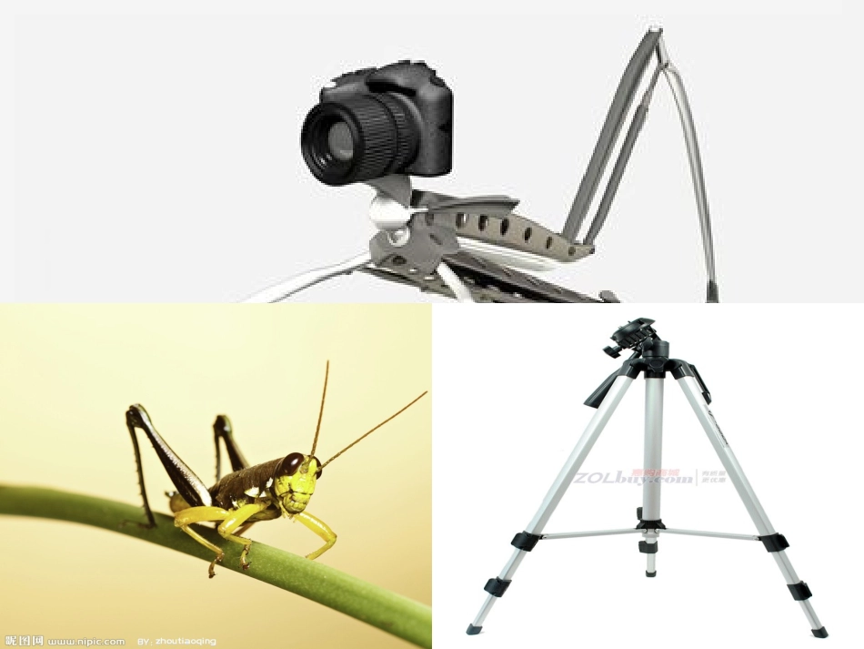 综合实践课：认识小动物PPT_第3页