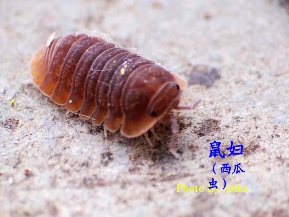 种类繁多的动物_第2页