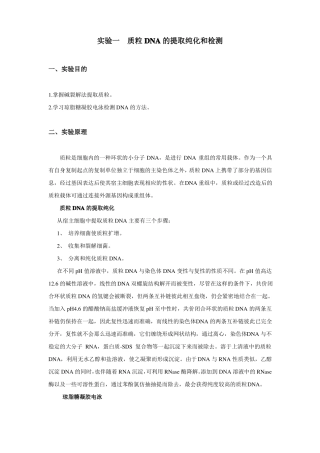 质粒DNA提取及琼脂糖凝胶电泳检测