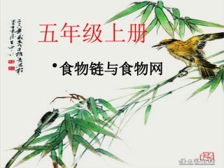 小学科学食物链和食物网