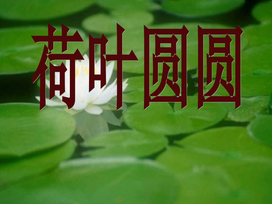 荷叶圆圆课件 (3)_第2页