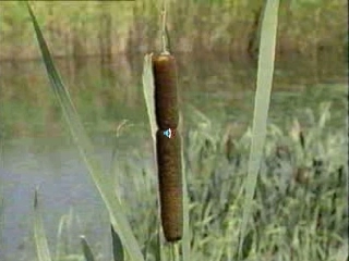 可爱的草塘 (2)