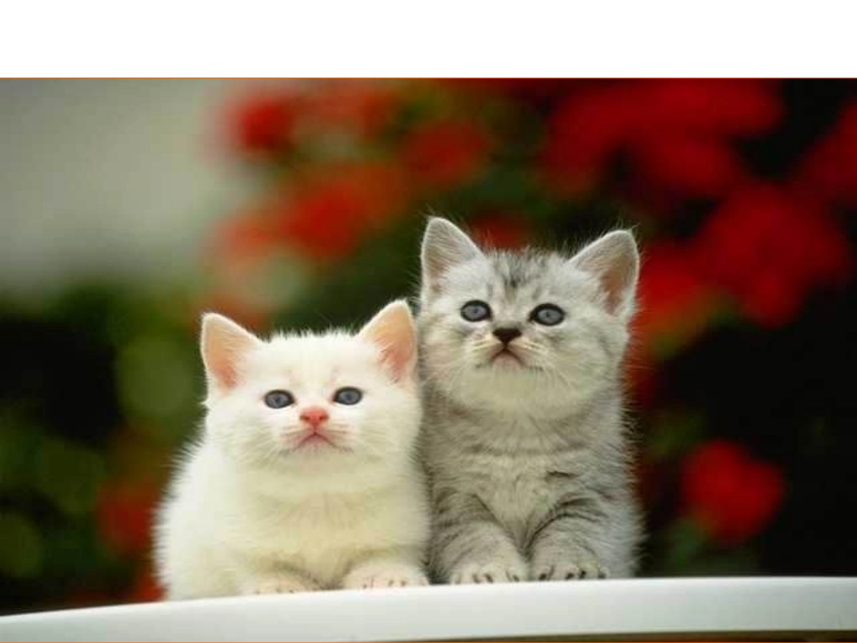 第26课《猫》_第2页