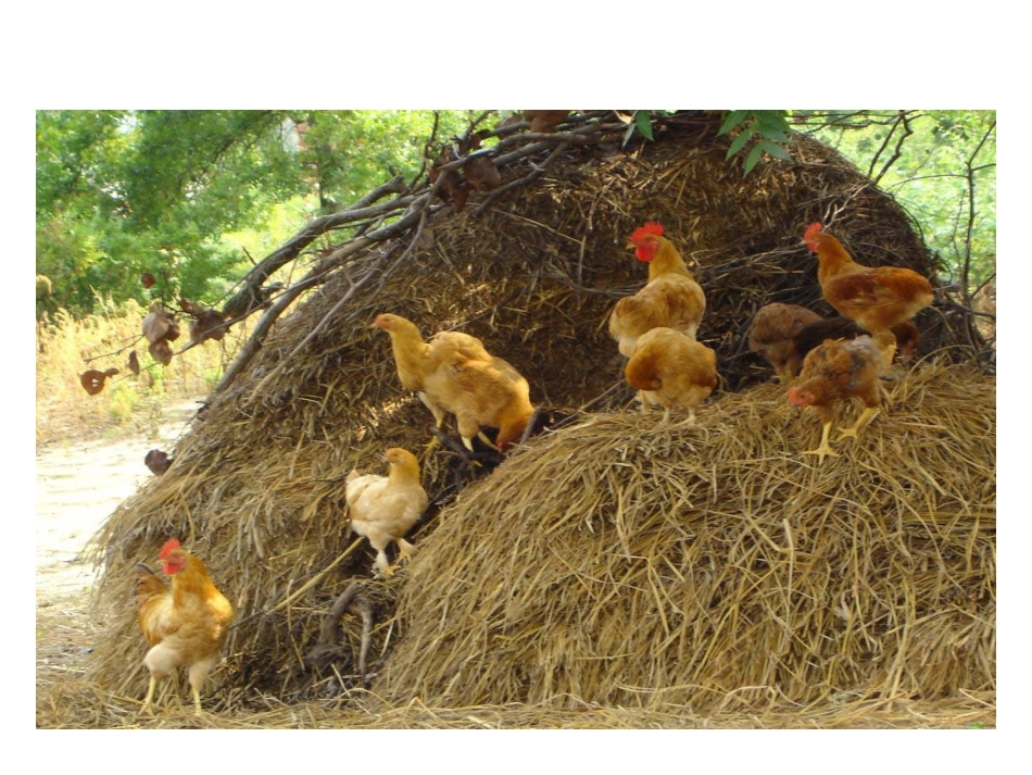 乡下人家课件---公开课定稿_第2页