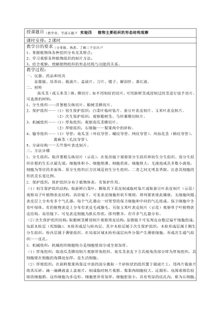 试验四植物主要组织的形态结构观察o