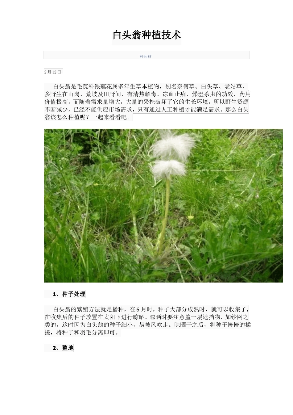 白头翁种植技术_第1页