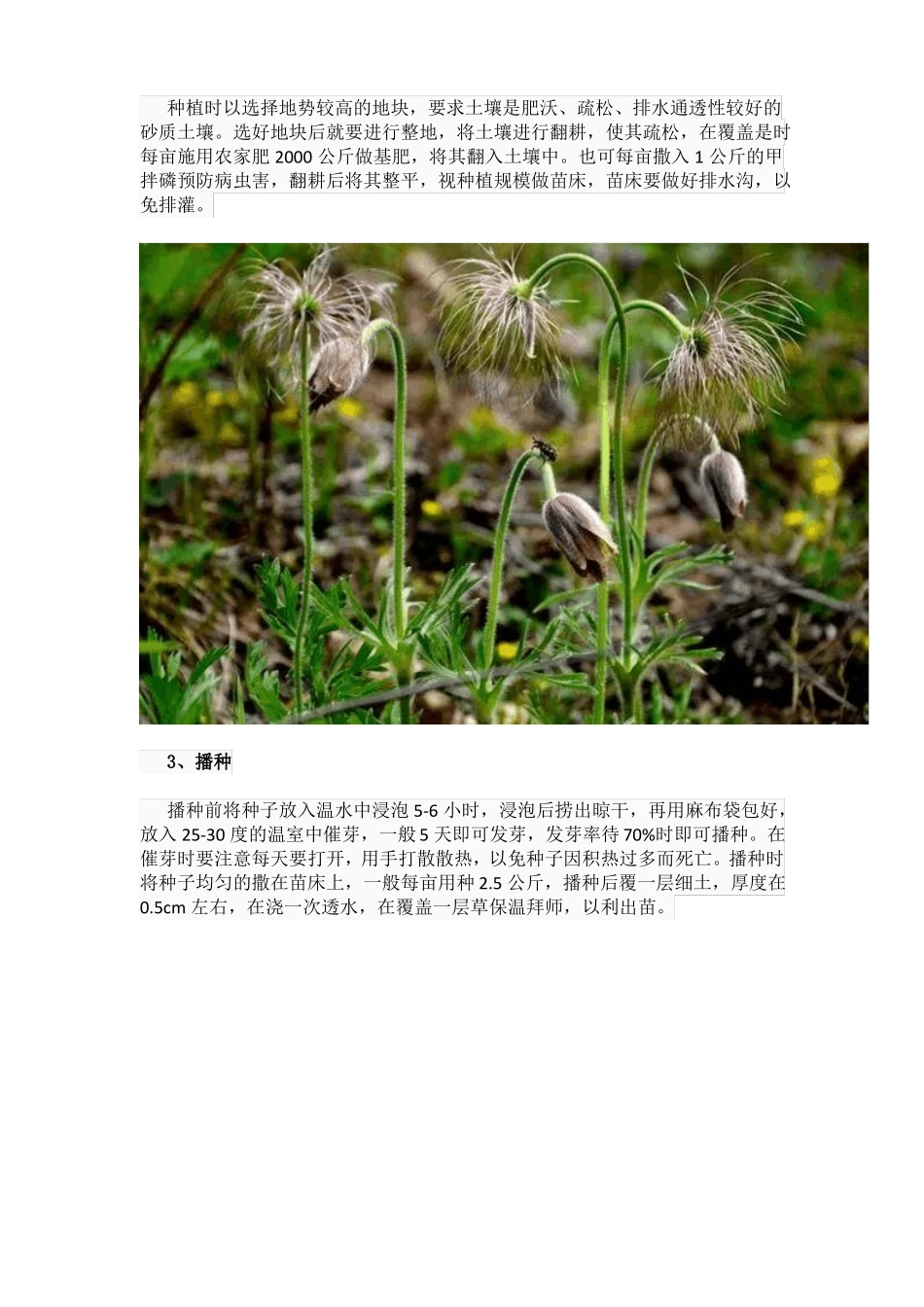 白头翁种植技术_第2页