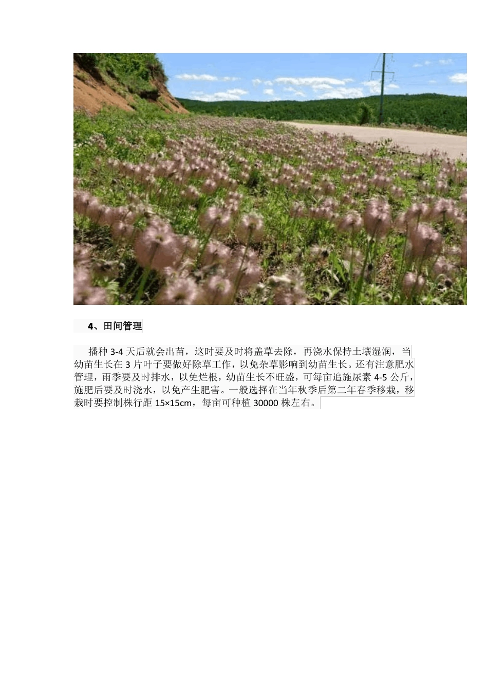 白头翁种植技术_第3页